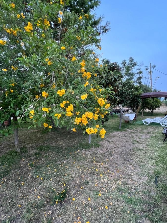 Quinta Dos Viegas Villa Faro Ngoại thất bức ảnh